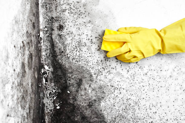 Best Office Mold Removal Services  in Delta, CO