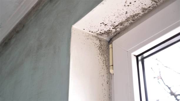 Best Commercial Mold Removal  in Delta, CO