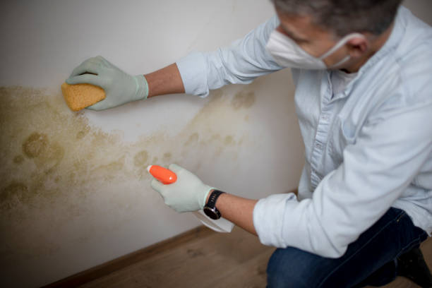 Best Mold Remediation Experts  in Delta, CO
