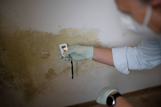 Best Residential Mold Removal  in Delta, CO