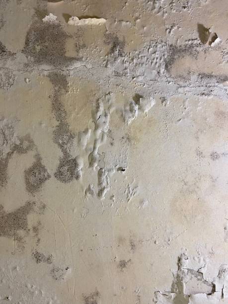 Best Attic Mold Removal  in Delta, CO