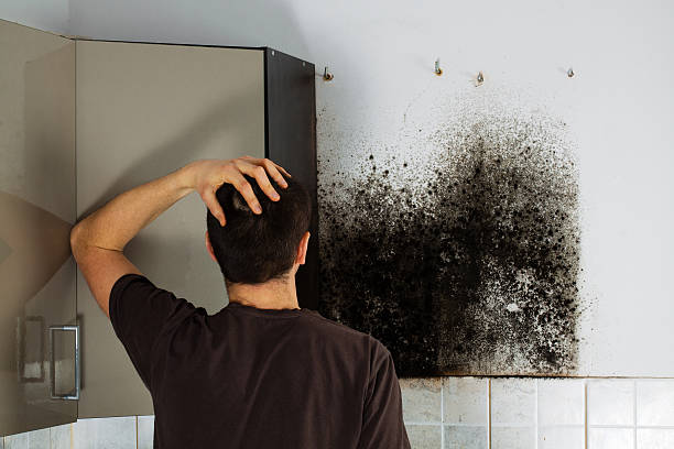 Best Mold Damage Repair  in Delta, CO