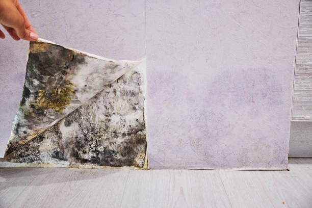 Best Affordable Mold Removal  in Delta, CO